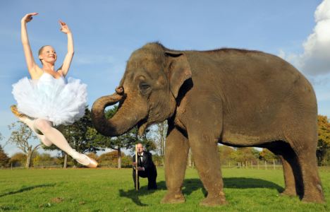 Dancing with elephants